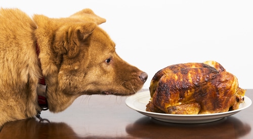 Dogs Eat Rotisserie Chicken