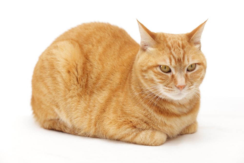 Cat-Loafing.jpg